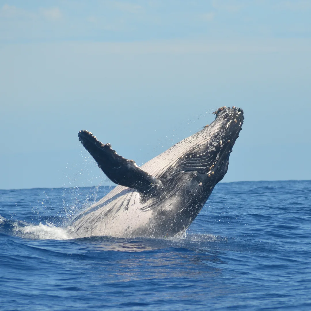 Whale Puerto Escondido