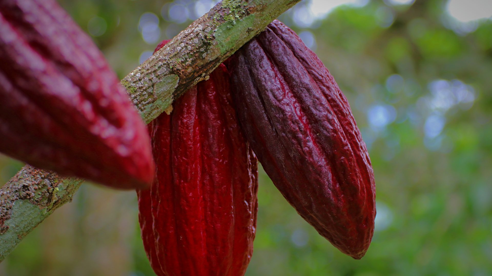 Cacao Oaxaca