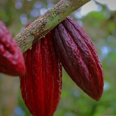 Cacao Oaxaca