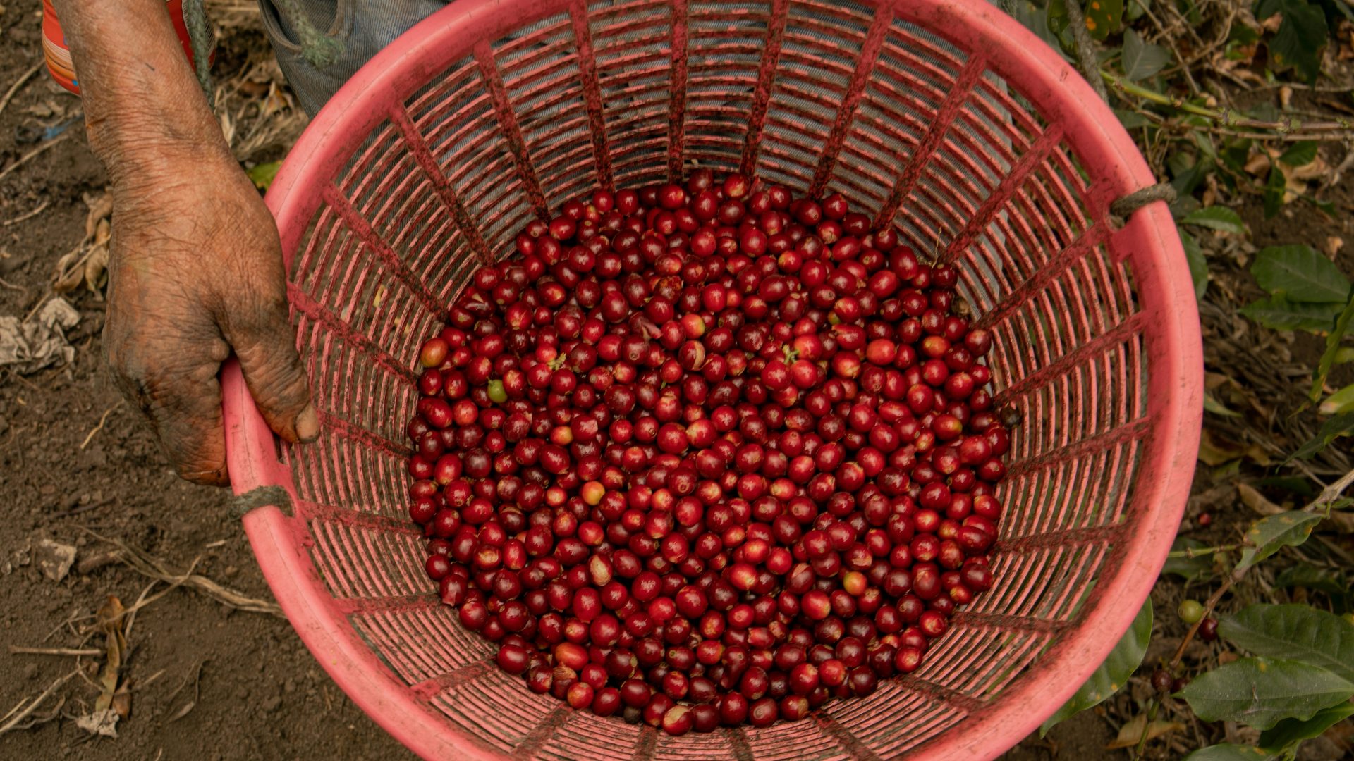 Café Oaxaca