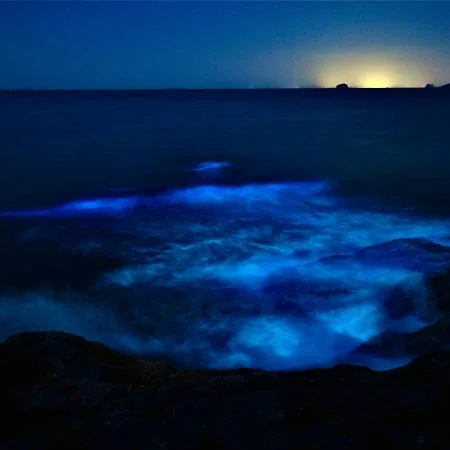 Bioluminescence
